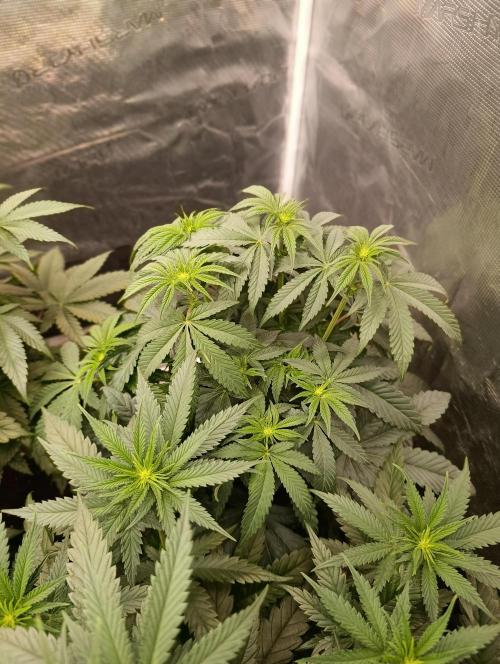 Cherry strudel Sherbisnky/Sensi seeds. Week 6