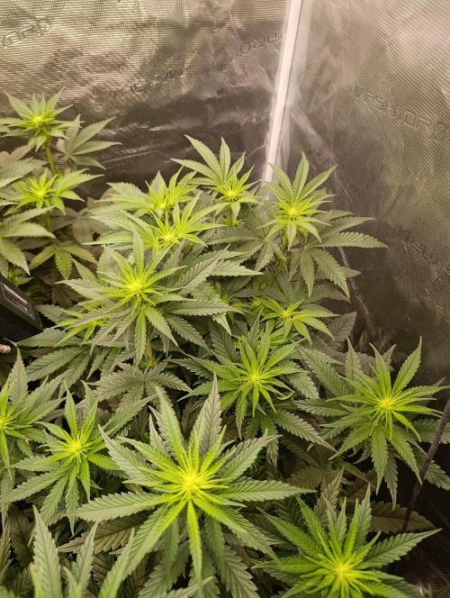 Cherry strudel Sherbisnky/Sensi seeds. Week 6