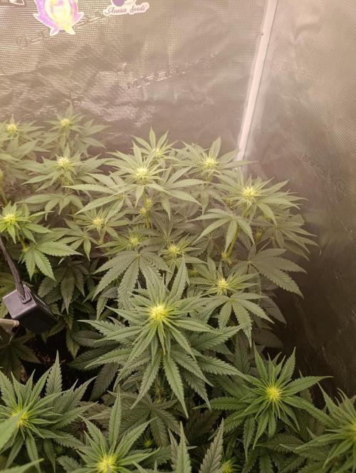 Cherry strudel Sherbisnky/Sensi seeds. Week 6