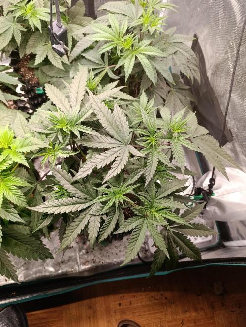 Malasana cookies/Exotic seeds. Week 6