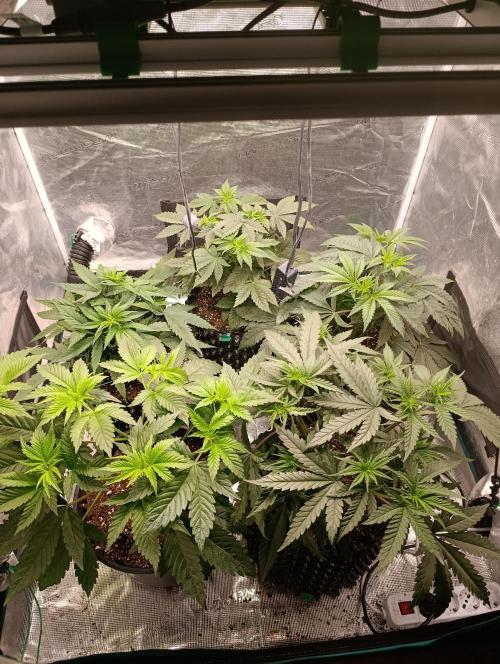 Malasana cookies/Exotic seeds. Week 6