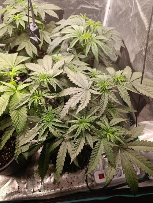 Malasana cookies/Exotic seeds. Week 6