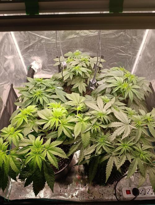 Malasana cookies/Exotic seeds. Week 6