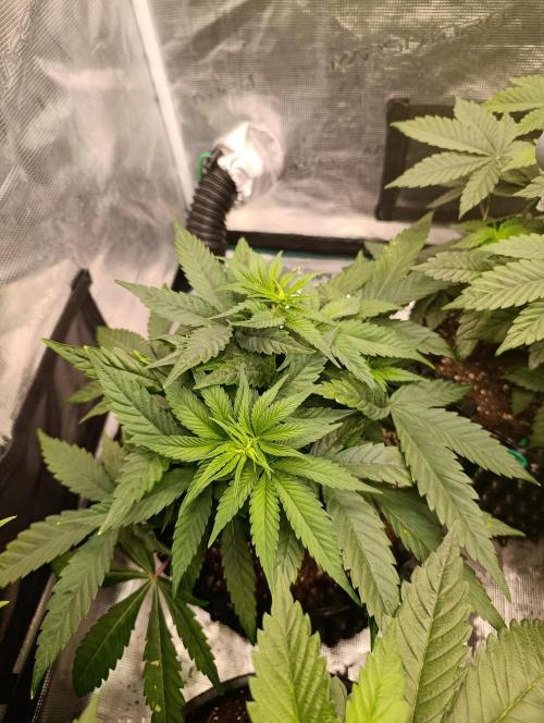 Malasana cookies/Exotic seeds. Week 6