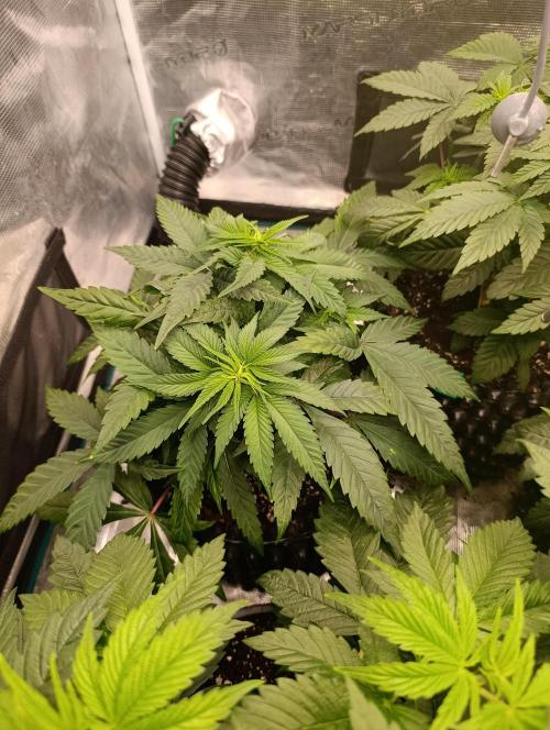 Malasana cookies/Exotic seeds. Week 6