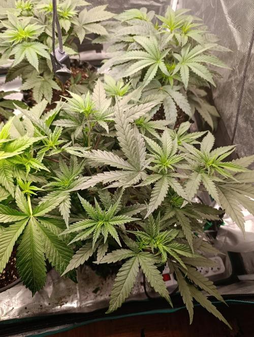 Malasana cookies/Exotic seeds. Week 6