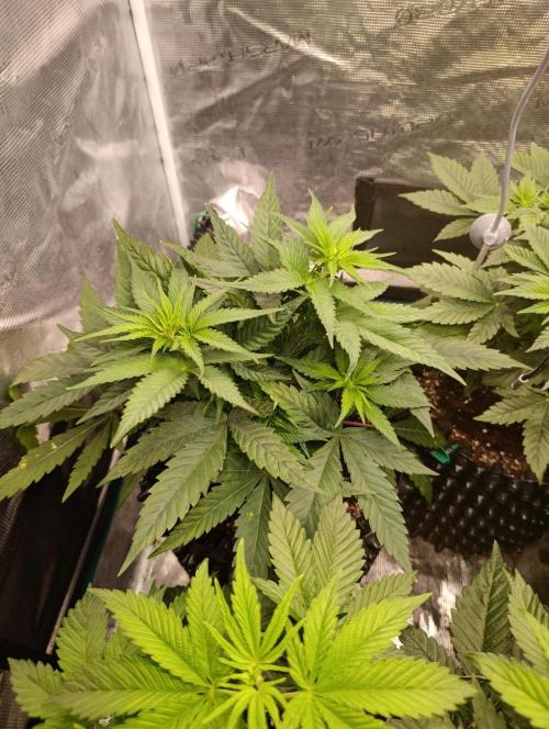 Malasana cookies/Exotic seeds. Week 6
