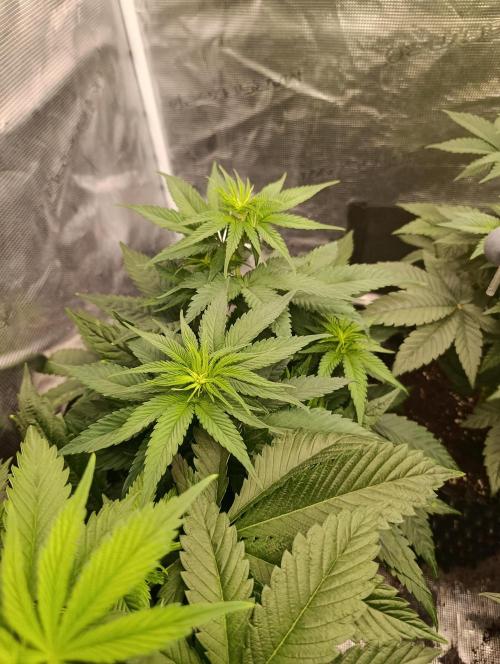 Malasana cookies/Exotic seeds. Week 6