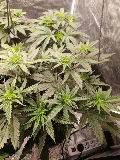 Malasana cookies/Exotic seeds. Week 6
