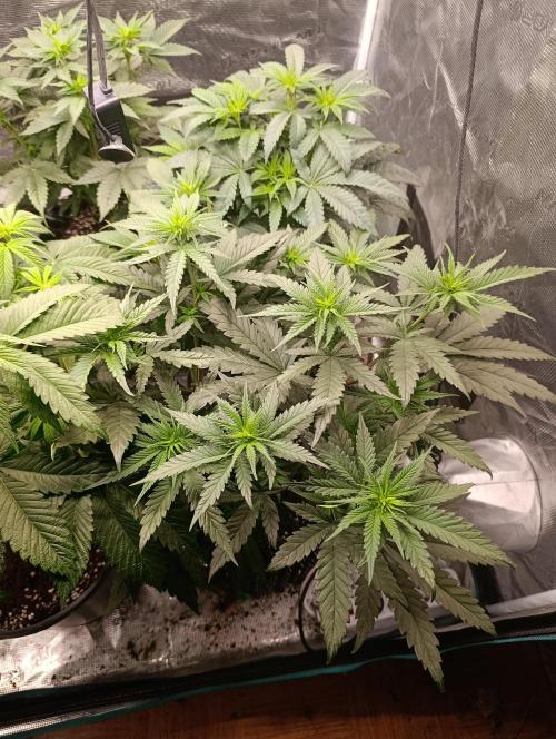 Malasana cookies/Exotic seeds. Week 6