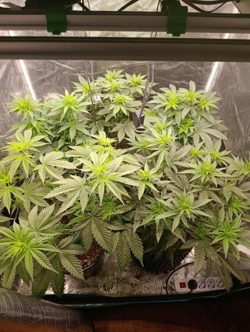 Malasana cookies/Exotic seeds. Week 6