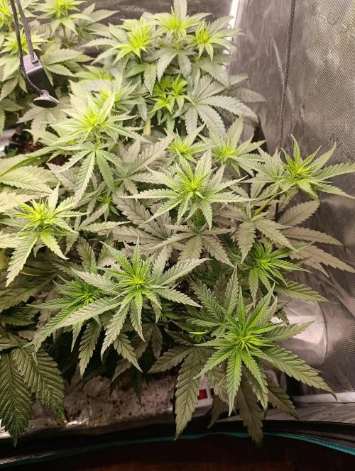 Malasana cookies/Exotic seeds. Week 6