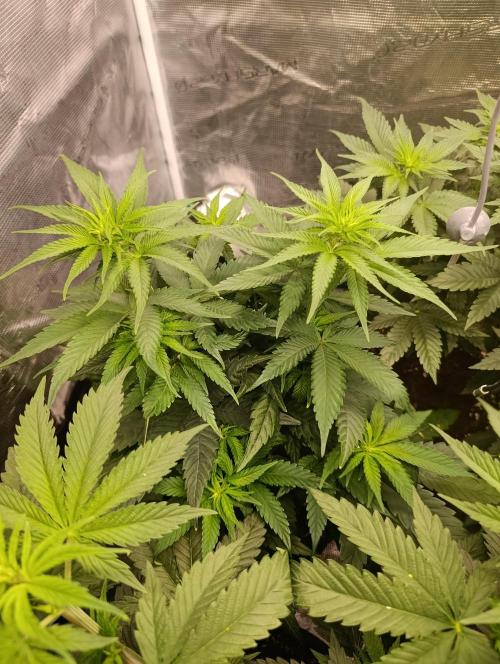 Malasana cookies/Exotic seeds. Week 6