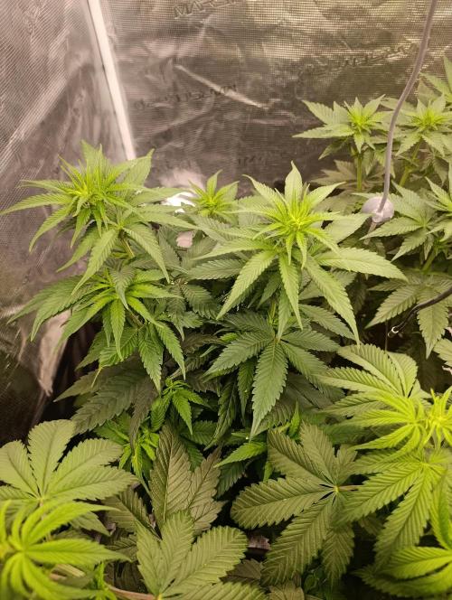 Malasana cookies/Exotic seeds. Week 6