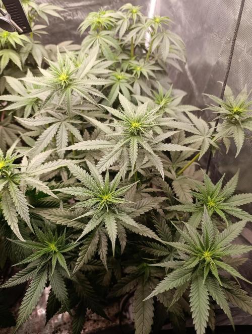 Malasana cookies/Exotic seeds. Week 6