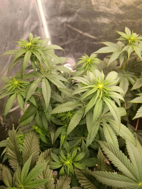 Malasana cookies/Exotic seeds. Week 6