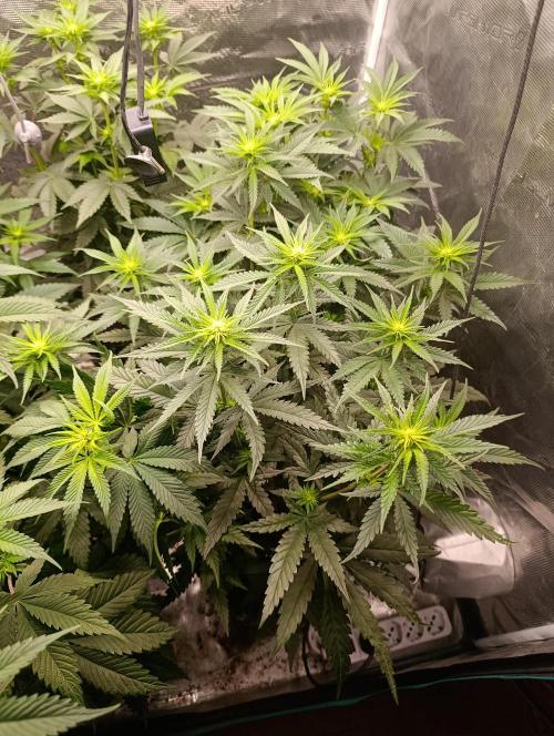 Malasana cookies/Exotic seeds. Week 6