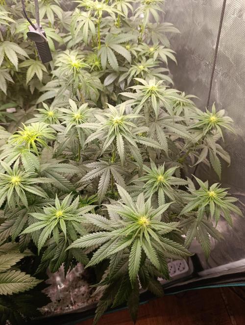 Malasana cookies/Exotic seeds. Week 6