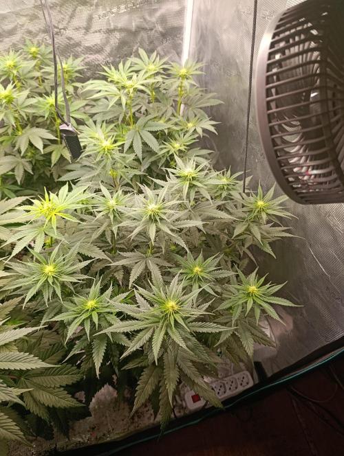 Malasana Cookies. Week 6