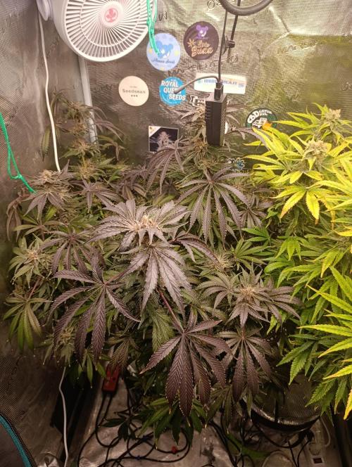 Candy breath Paradise seeds DWC. Week 15