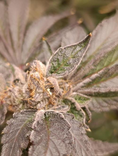 Candy breath Paradise seeds DWC. Week 15