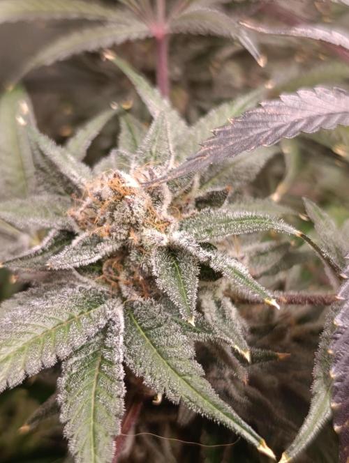 Candy breath Paradise seeds DWC. Week 15