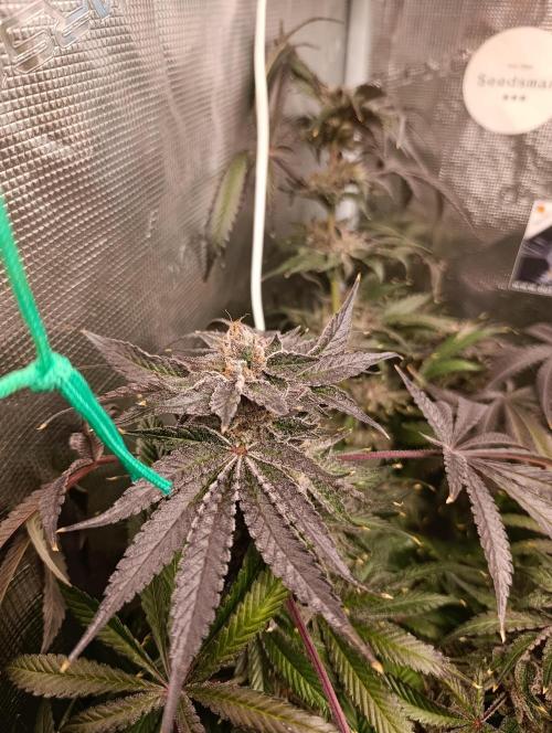 Candy breath Paradise seeds DWC. Week 15