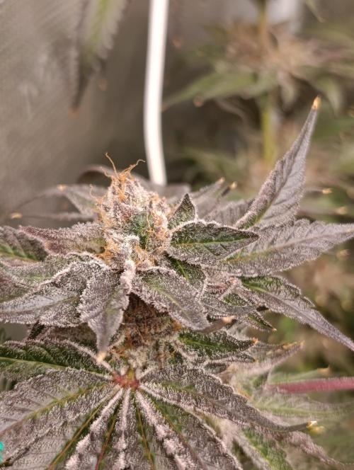 Candy breath Paradise seeds DWC. Week 15