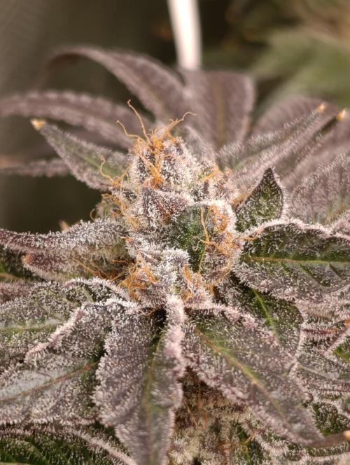Candy breath Paradise seeds DWC. Week 15