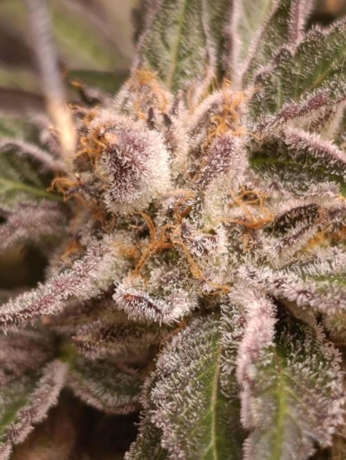 Candy breath Paradise seeds DWC. Week 15