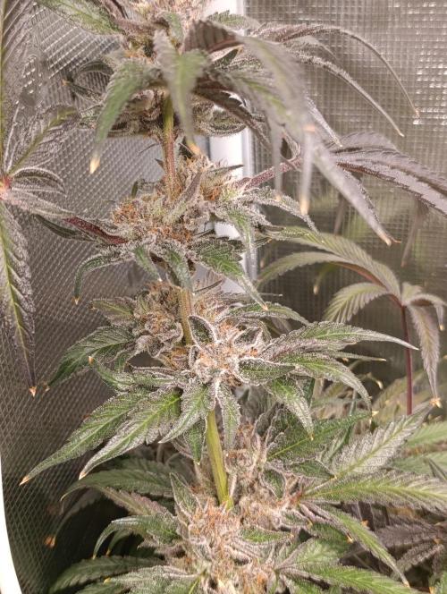 Candy breath Paradise seeds DWC. Week 15