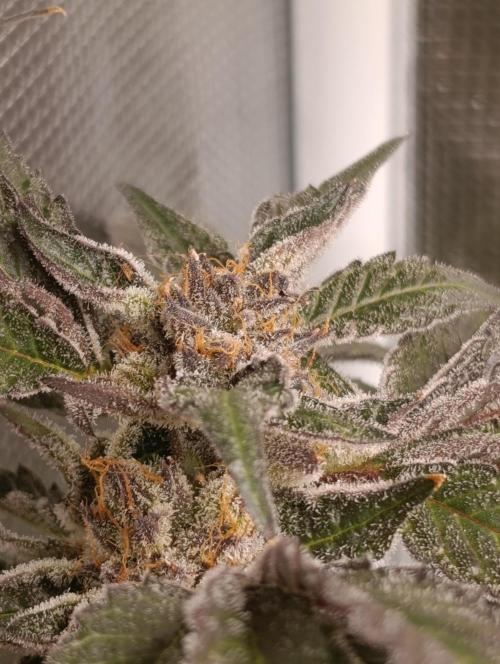 Candy breath Paradise seeds DWC. Week 15