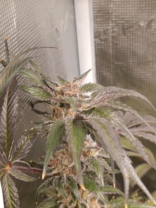 Candy breath Paradise seeds DWC. Week 15