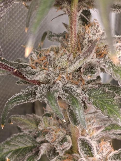 Candy breath Paradise seeds DWC. Week 15