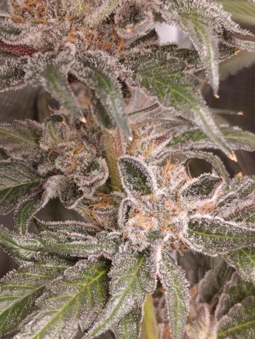 Candy breath Paradise seeds DWC. Week 15