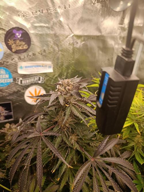 Candy breath Paradise seeds DWC. Week 15