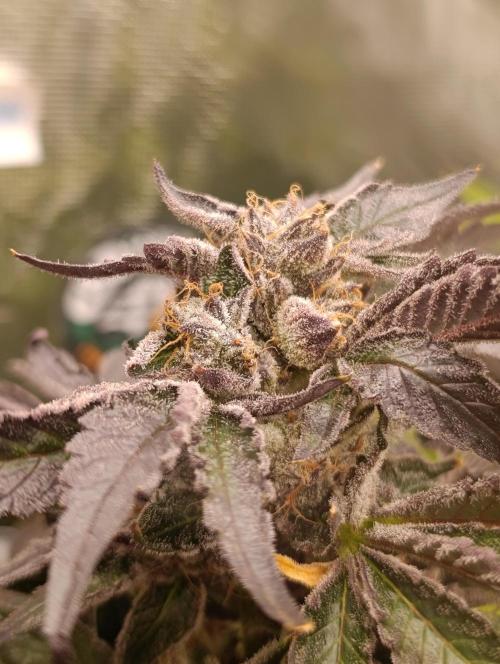 Candy breath Paradise seeds DWC. Week 15