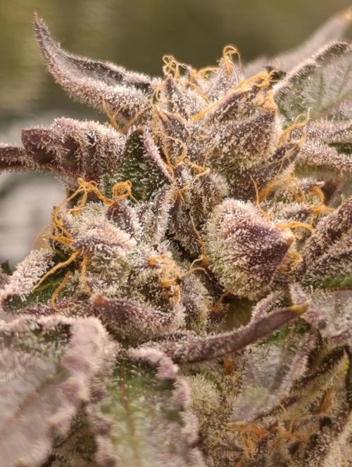 Candy breath Paradise seeds DWC. Week 15