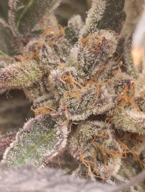 Candy breath Paradise seeds DWC. Week 15