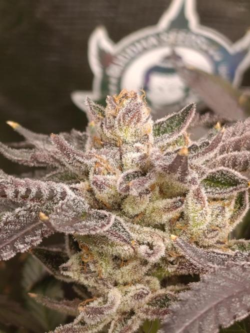 Candy breath Paradise seeds DWC. Week 15