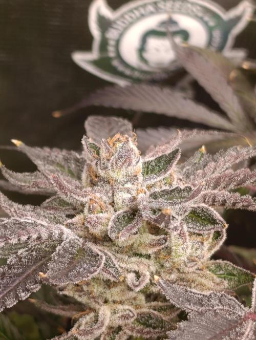 Candy breath Paradise seeds DWC. Week 15