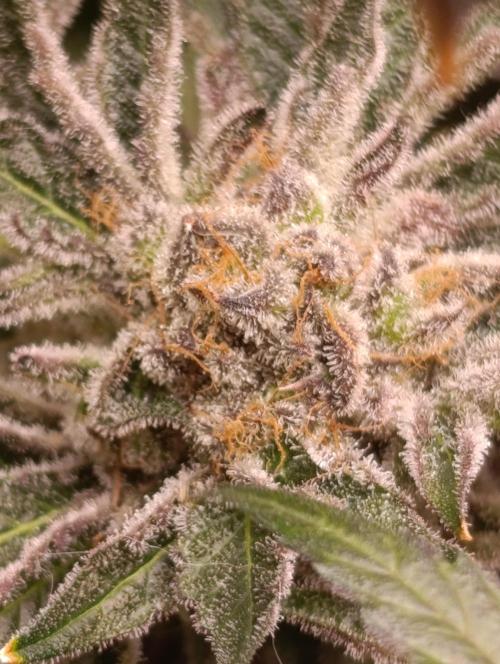 Candy breath Paradise seeds DWC. Week 15