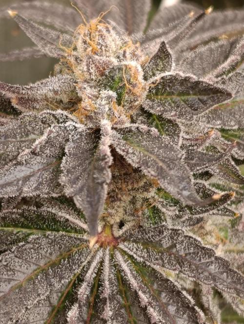 Candy breath Paradise seeds DWC. Week 15