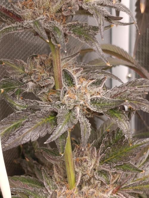 Candy breath Paradise seeds DWC. Week 15