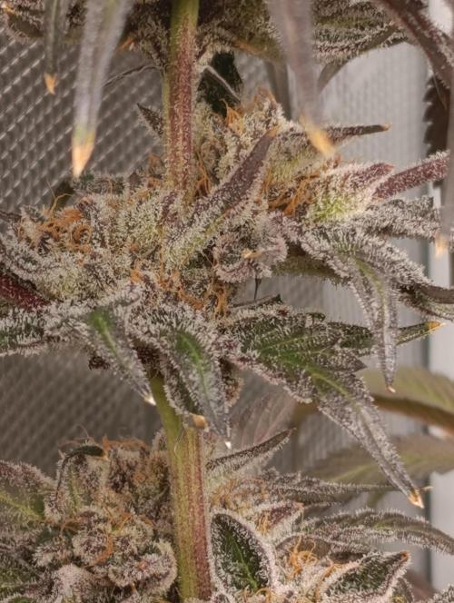 Candy breath Paradise seeds DWC. Week 15