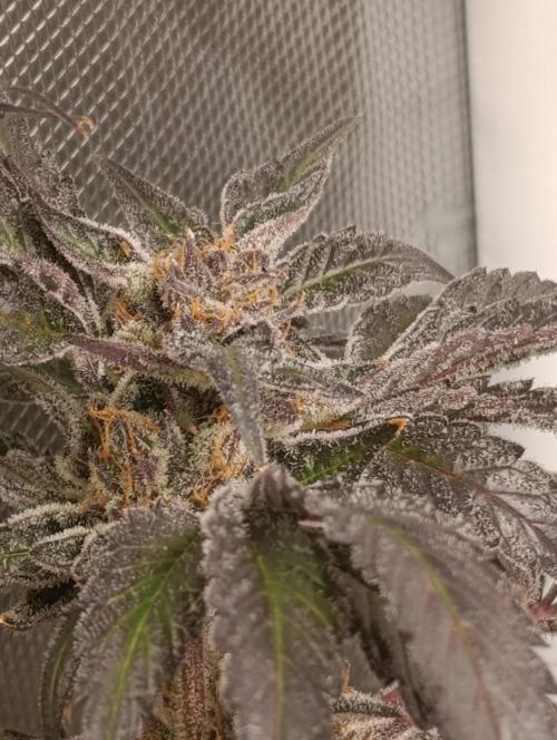 Candy breath Paradise seeds DWC. Week 15