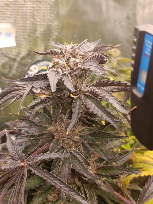 Candy breath Paradise seeds DWC. Week 15