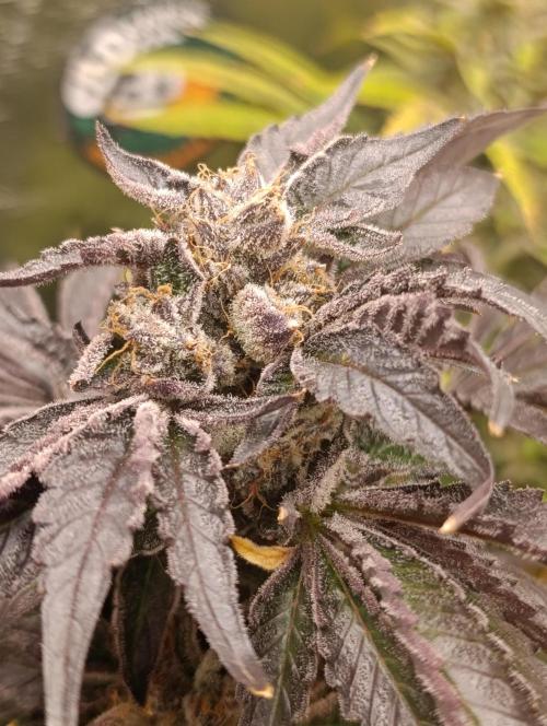 Candy breath Paradise seeds DWC. Week 15