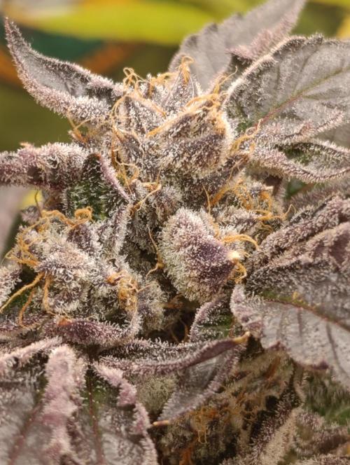 Candy breath Paradise seeds DWC. Week 15