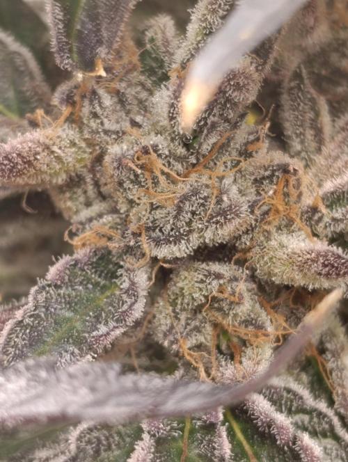 Candy breath Paradise seeds DWC. Week 15